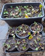 Aardbeienplanten: hoog productief en heerlijk zoet, Tuin en Terras, Planten | Tuinplanten, Ophalen, Volle zon, Vaste plant, Fruitplanten