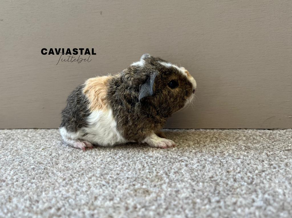 Beertje Us teddy Lemonagouti creme wit, Dieren en Toebehoren, Knaagdieren, Cavia, April, Mannelijk, Tam