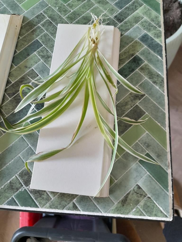 Bijna gratis Gras lelie, siergras stekjes, Ophalen, Overige soorten, Halfschaduw, Minder dan 100 cm