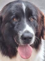 landseer pups  verwacht, Dieren en Toebehoren, Overige rassen, 8 tot 15 weken, Geslacht onbekend, Parvo