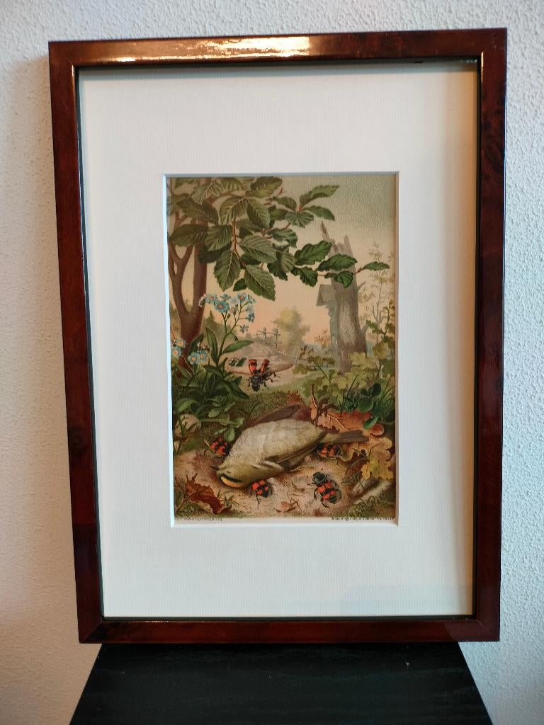 Chromolitho Litho A. Haase Praag Vogels Vogel Birds 1888, Ophalen of Verzenden