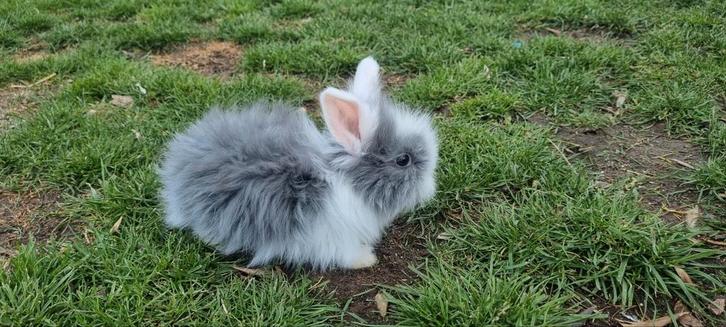 Engelse angora full face baby's, Dieren en Toebehoren, Konijnen, Dwerg, Meerdere dieren