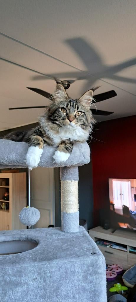 Maine -Coon kittens te koop met stamboom!, Dieren en Toebehoren, Poes, Met stamboom