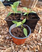 Onbespoten paprika planten - cayenne peper planten en meer, Tuin en Terras, Planten | Tuinplanten, Ophalen, Volle zon, Groenteplanten