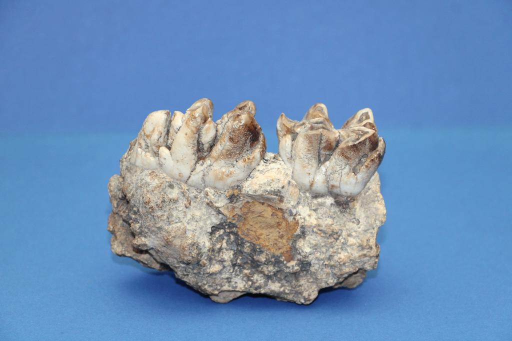 Nijlpaard kaakdeel met kiezen, Ophalen of Verzenden, Fossiel