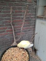 Parkieten groot kakarikie creme4stuks, Dieren en Toebehoren, Vogels | Parkieten en Papegaaien, Geslacht onbekend, Parkiet, Tam