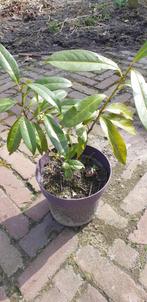 Tuinplanten., Tuin en Terras, Ophalen of Verzenden, Overige soorten, Halfschaduw