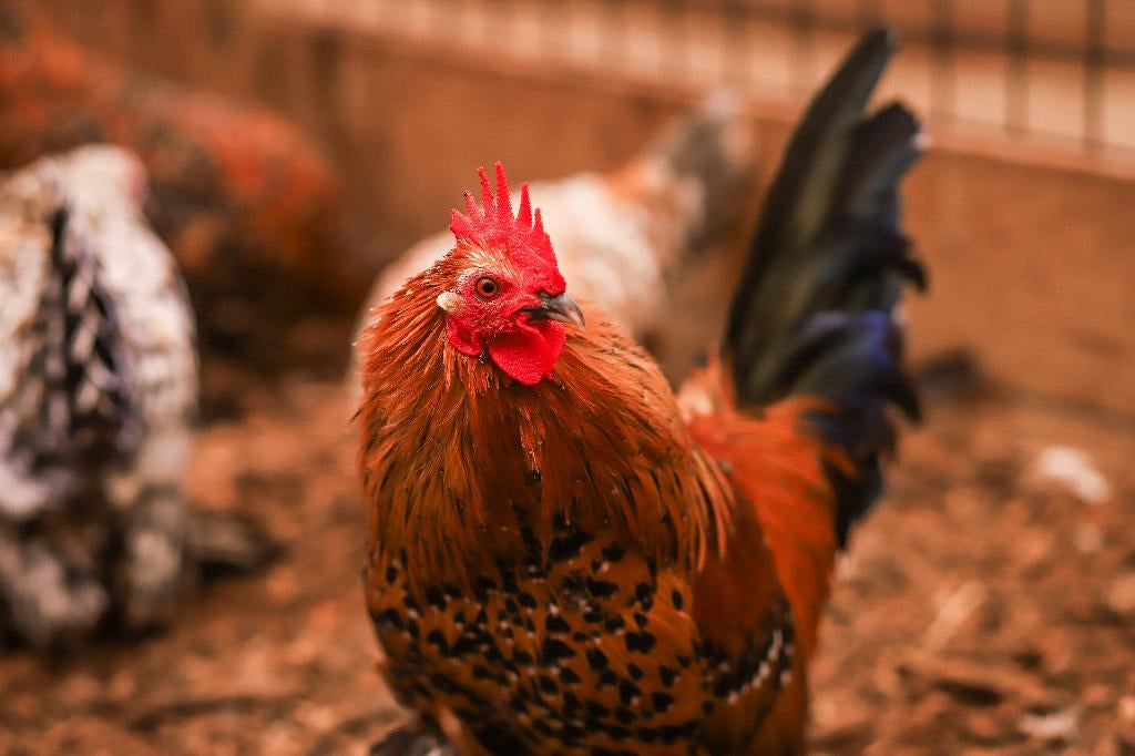 Rustige kleine kriel kippen | Sabelpoot krielkip, Vrouwelijk, Kip