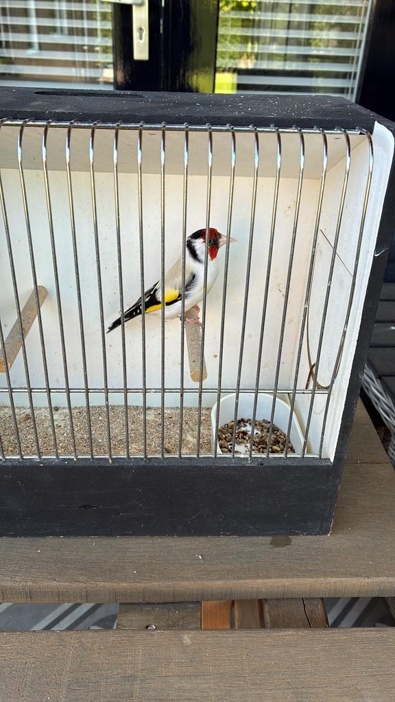 Majoor putter Eumo (Aminet) 2024, Mannelijk, Wildzangvogel