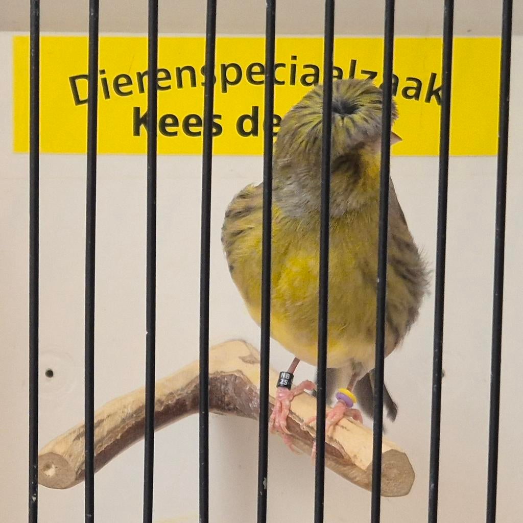 Gloster kanarie man, Mannelijk, Kleurkanarie