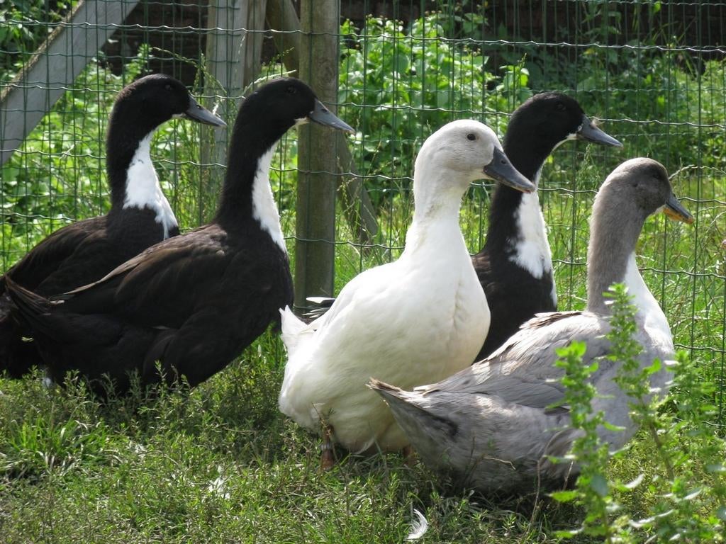 Dendermondse eend, Dieren en Toebehoren, Meerdere dieren, Eend