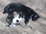 3 lieve kittens, Dieren en Toebehoren, Katten en Kittens | Overige Katten, Poes, Kortharig, 0 tot 2 jaar