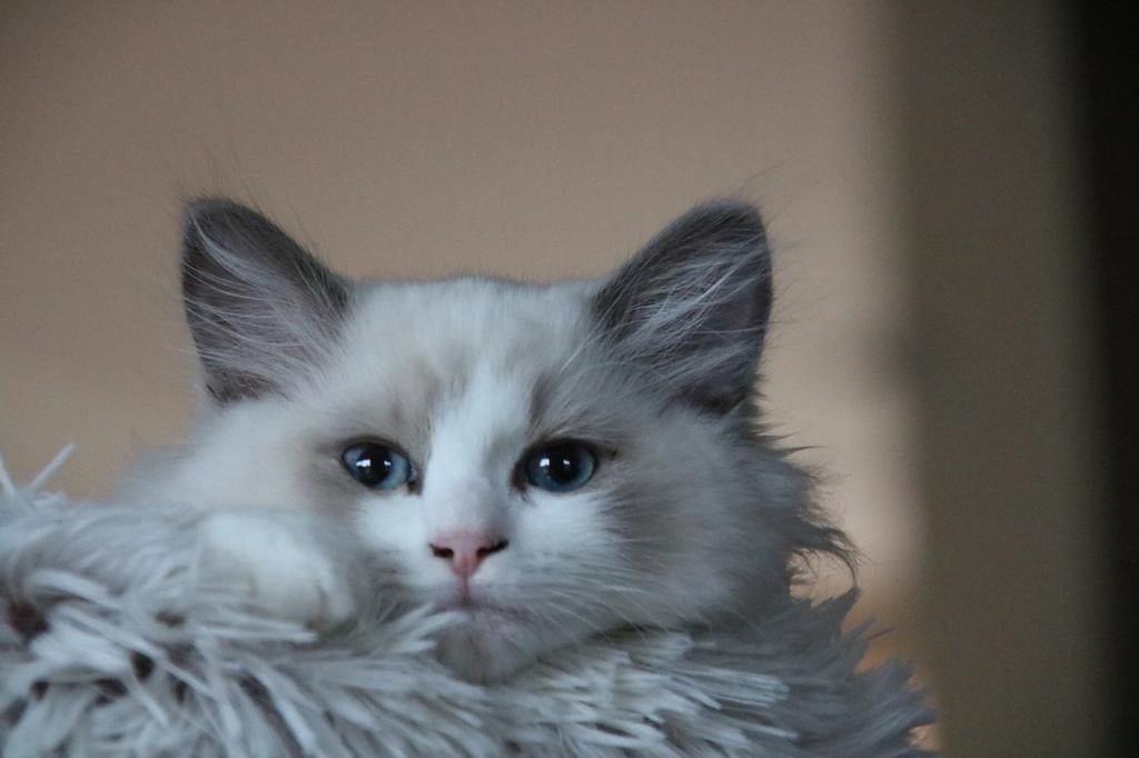 🐱 Op 04-04 is bij ons een nestje Ragdoll kittens geboren, Dieren en Toebehoren, Katten en Kittens | Raskatten | Langhaar, Meerdere dieren