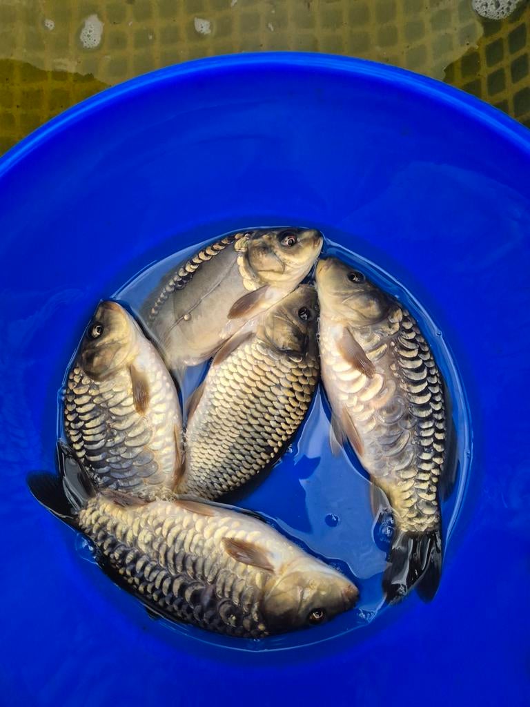 Te koop spiegelkarper en schubkarper, Dieren en Toebehoren, Vissen | Vijvervissen