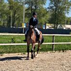 Bijrijder aangeboden omgeving Almere, Dieren en Toebehoren, Ophalen of Verzenden