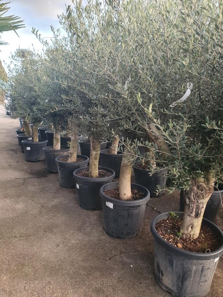 Olijfbomen, Tuin en Terras, Planten | Bomen, Olijfboom, 100 tot 250 cm, Volle zon, Lente, In pot, Ophalen