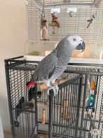 Te koop grijze roodstaart papegaai, Mannelijk, Papegaai, Tam