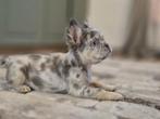 Franse bulldog fluffy pup, Reu, 8 tot 15 weken, Parvo, Bulldog