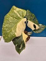 Monstera Thai Constellation p13 (23), Huis en Inrichting, Kamerplanten, Ophalen of Verzenden, Halfschaduw, Minder dan 100 cm