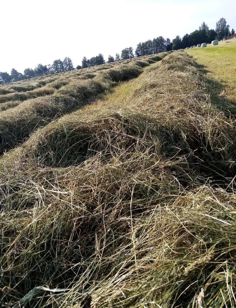 Midibalen hooi paardenhooi, Dieren en Toebehoren, Dierenvoeding, Ophalen