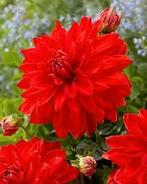 Dahlia knollen - rood, Ophalen of Verzenden, Volle zon, Knol
