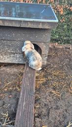 Lief konijn, twee jaar oud., Dieren en Toebehoren, Mannelijk, Dwerg, Hangoor, 0 tot 2 jaar