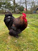 Mooie haan gratis af te halen., Mannelijk, Kip