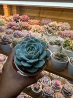 Echeveria Hybrid succulent, Huis en Inrichting, Kamerplanten, Verzenden, Halfschaduw, Minder dan 100 cm