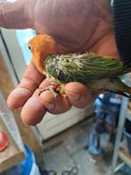 Lieve agaponis jong, Geslacht onbekend, Dwergpapegaai of Agapornis, Tam