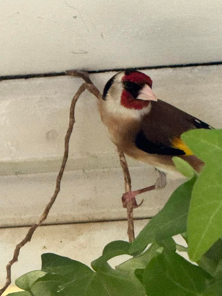 Te koop aangeboden kleine putter, Dieren en Toebehoren, Vogels | Overige Vogels, Mannelijk, Wildzangvogel