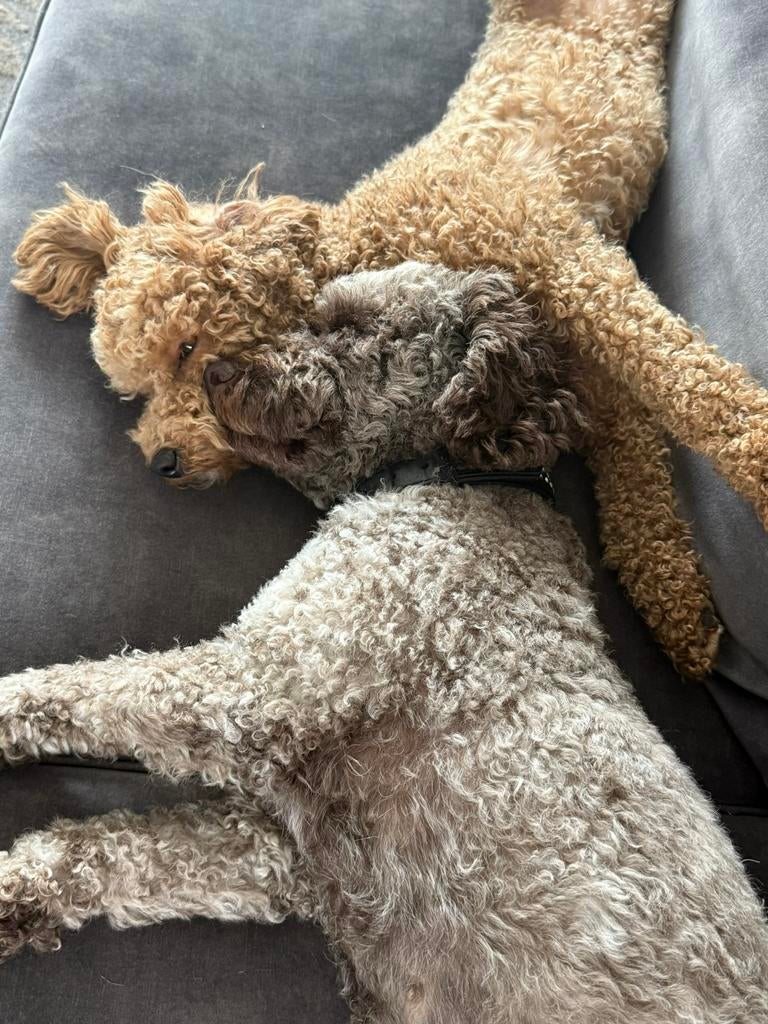 Verwacht multigeneratie (multigen) poedel-kruisingen zijn., Parvo, Overige rassen, 8 tot 15 weken, Meerdere