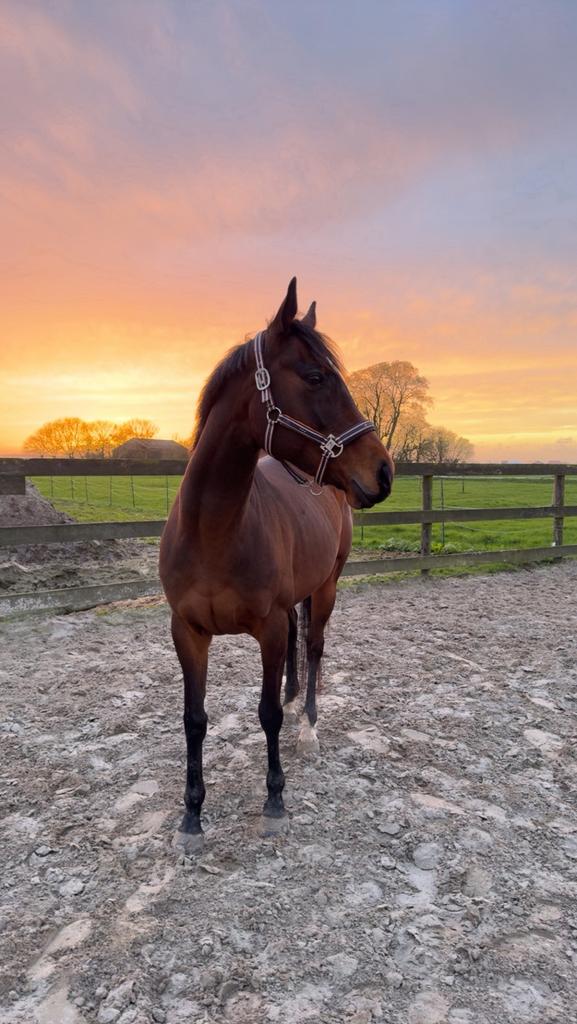 Brave 9 jarige merrie Summer, Dieren en Toebehoren, Paarden, Merrie, B, 7 tot 10 jaar, 160 tot 165 cm