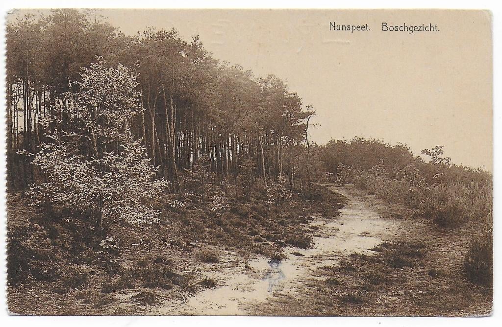 Nunspeet Boschgezicht Ansichtkaart uit 1908 ( B7320 ), Ophalen of Verzenden, Voor 1920, Gelopen, Gelderland