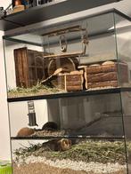 2 lieve gerbils (vrouwtjes) + nieuwe gerbillarium, Dieren en Toebehoren, Vrouwelijk, Overige typen, Tam, Oktober