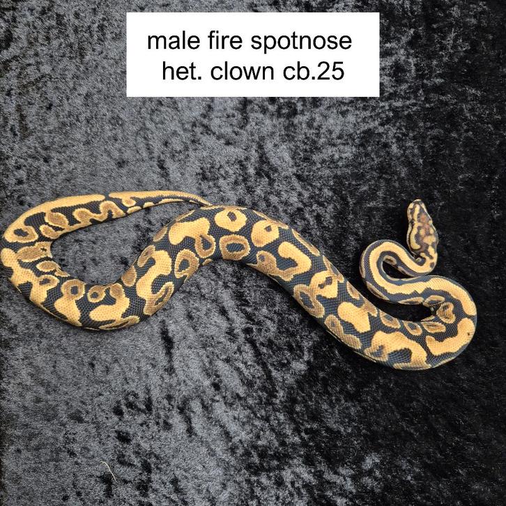 spotnose het. clown Ball Python - male for sale from Roundhog serpents
