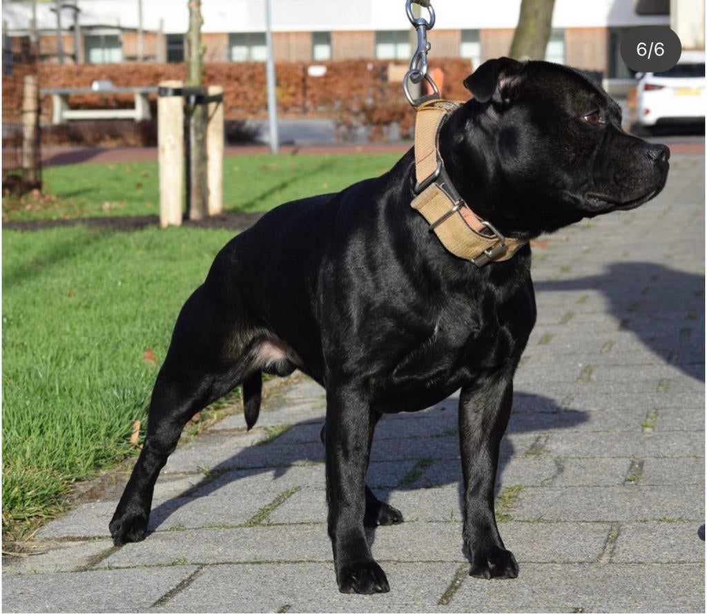 Dekreu Staffordshire Bull Terrier Engelse Stafford, Parvo, Eén hond, 3 tot 5 jaar, Nederland