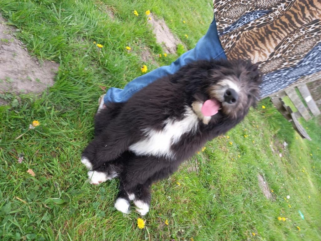 Pup koningspoedel__bernersenner zwart wit, 8 tot 15 weken, Parvo, Meerdere, Nederland