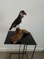 Opgezette vogel, Verzenden, Zo goed als nieuw, Vogel, Opgezet dier