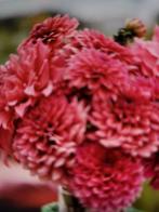 Te koop of of halen ruilen gevraagd, Tuin en Terras, Bloembollen en Zaden, Ophalen, Voorjaar, Volle zon, Bloembol