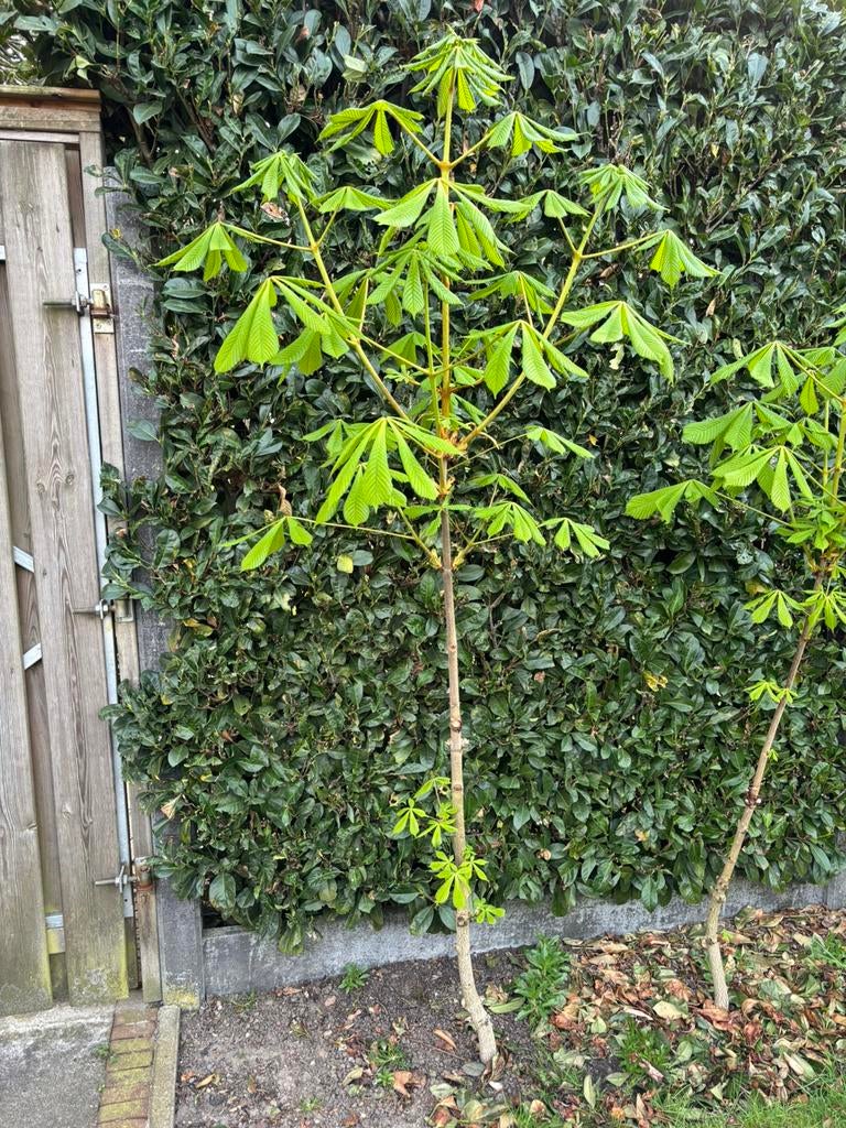 Kastanje boom, Overige soorten, Lente, 100 tot 250 cm, Ophalen