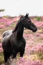 Bijrijder gezocht in nijkerk, Dieren en Toebehoren, Ophalen of Verzenden, Dressuur