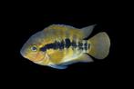 Midden Amerikaanse Cichliden: Herotilapia multispinosa, Vis, Zoetwatervis