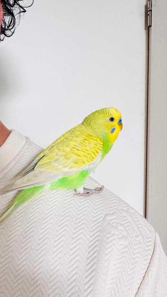 Gevonden parkiet, Dieren en Toebehoren, Geslacht onbekend, Parkiet, Tam