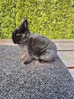 Dwerg konijntje, Dieren en Toebehoren, Vrouwelijk, Dwerg