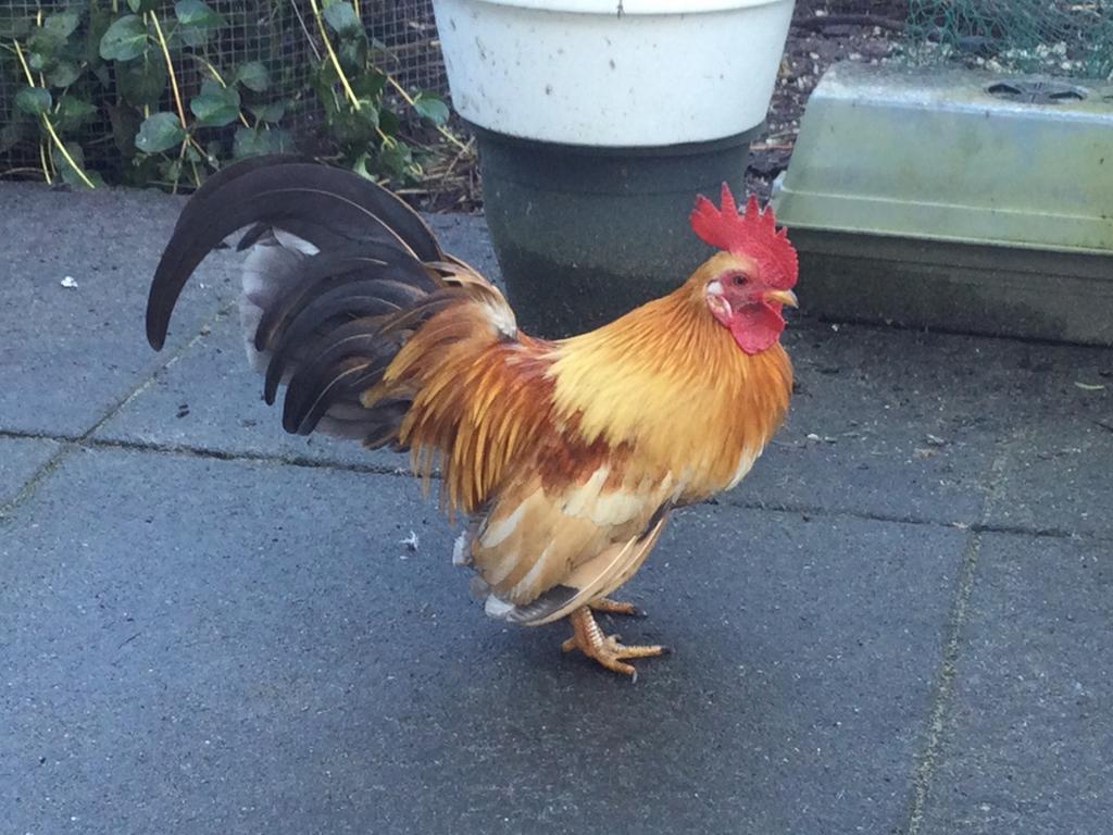 Kriel haantje, Dieren en Toebehoren, Pluimvee, Mannelijk, Kip