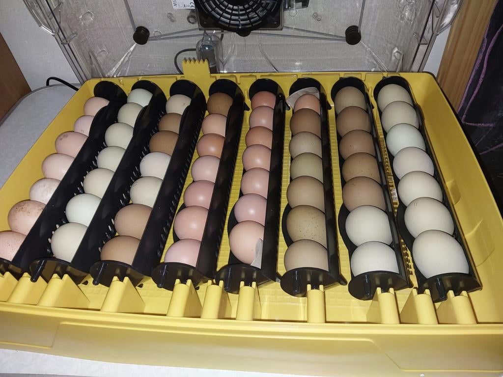 Eieren uitbroeden / broedservice