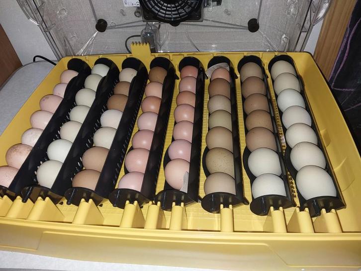 Eieren uitbroeden / broedservice, Dieren en Toebehoren, Pluimvee