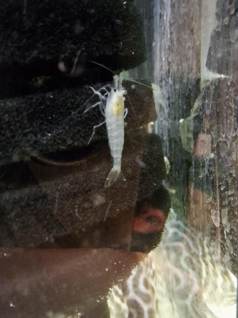 Glasgarnalen, Dieren en Toebehoren, Vissen | Aquariumvissen, Kreeft, Krab of Garnaal, Zoetwatervis, Schoolvis