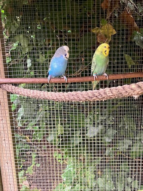 Gratis koppel grasparkieten met transportkistje., Dieren en Toebehoren, Vogels | Parkieten en Papegaaien, Meerdere dieren, Parkiet