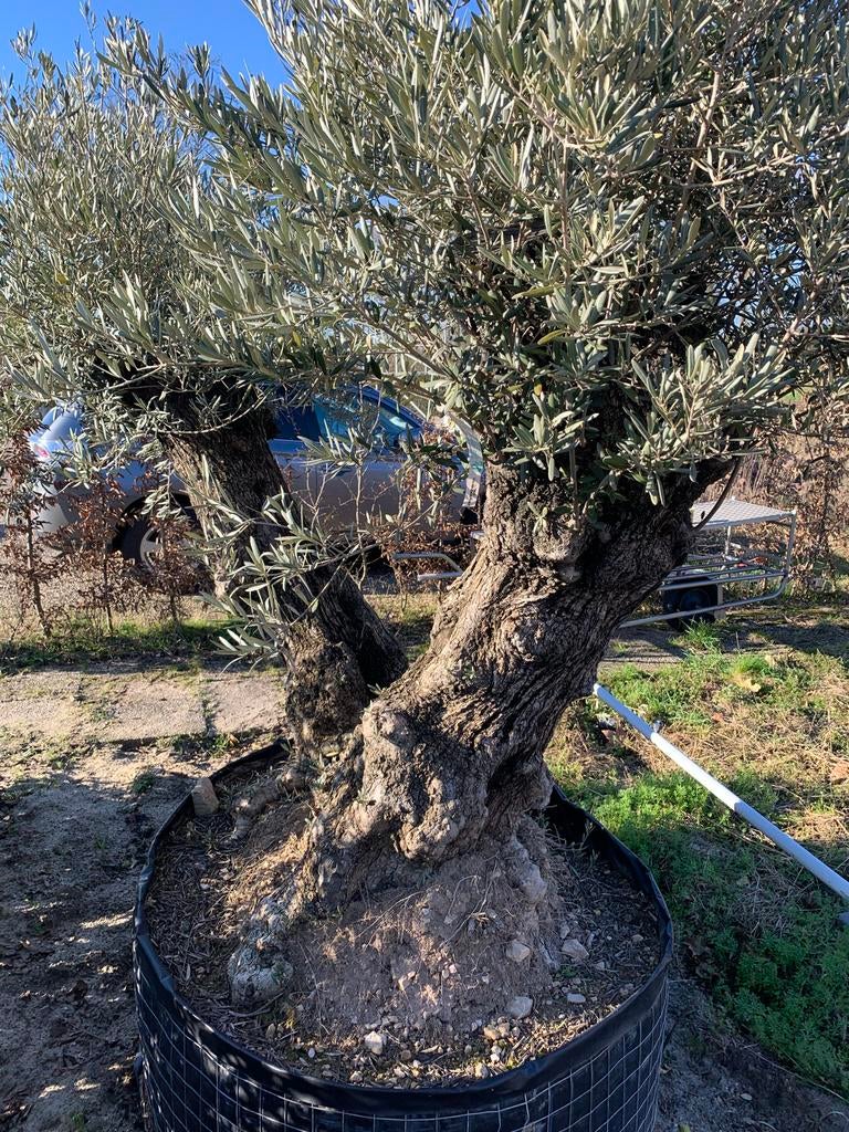 Dubbele Olijfboom Pata Hojiblanco, 100 tot 250 cm, Olijfboom, Zomer, Ophalen